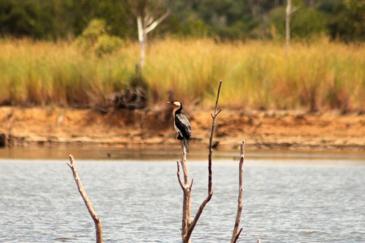 Little Pied Cormorant - Sam Adams