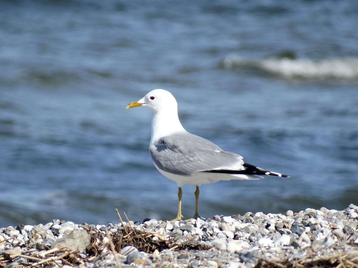 Common Gull - Martin Rheinheimer