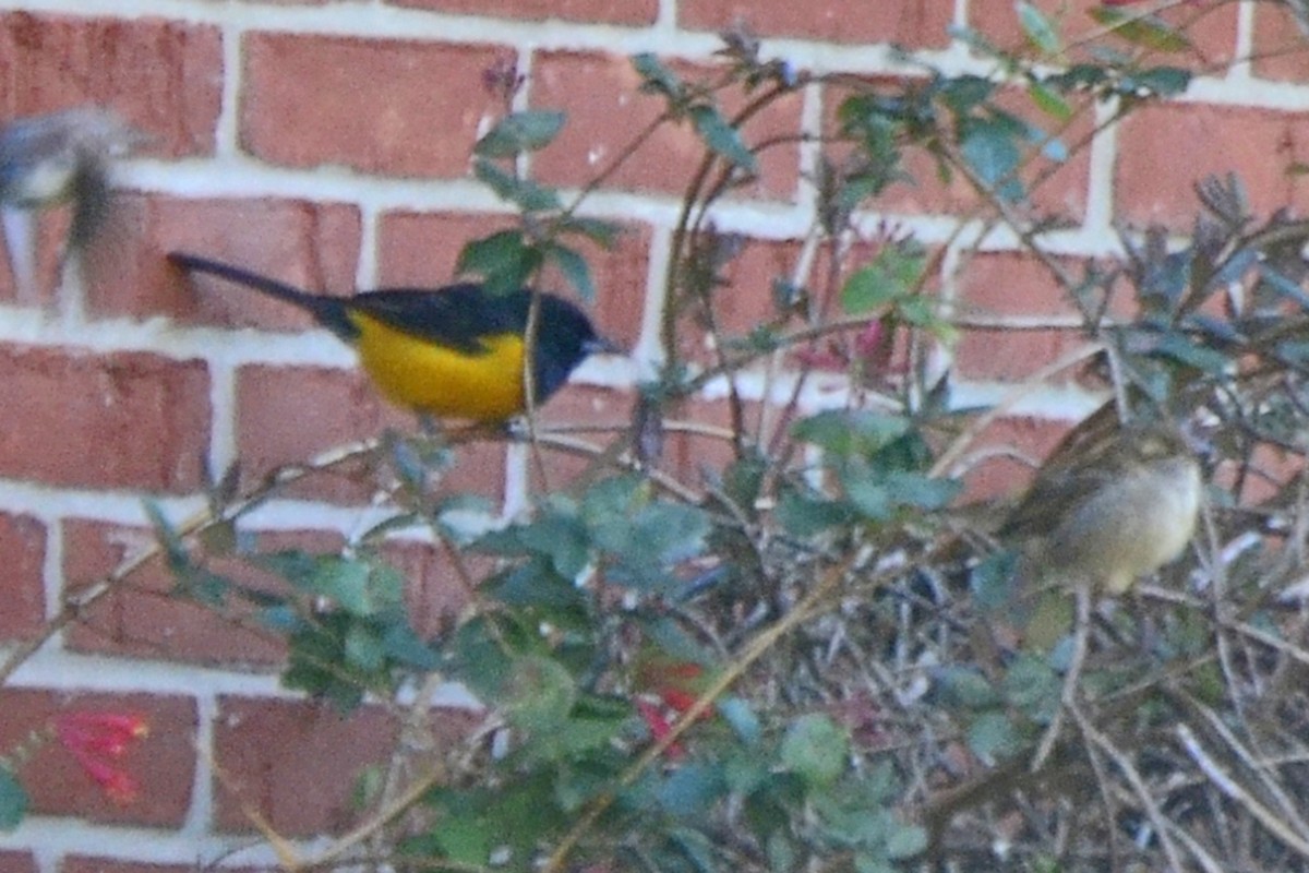 Black-vented Oriole - ML216255561
