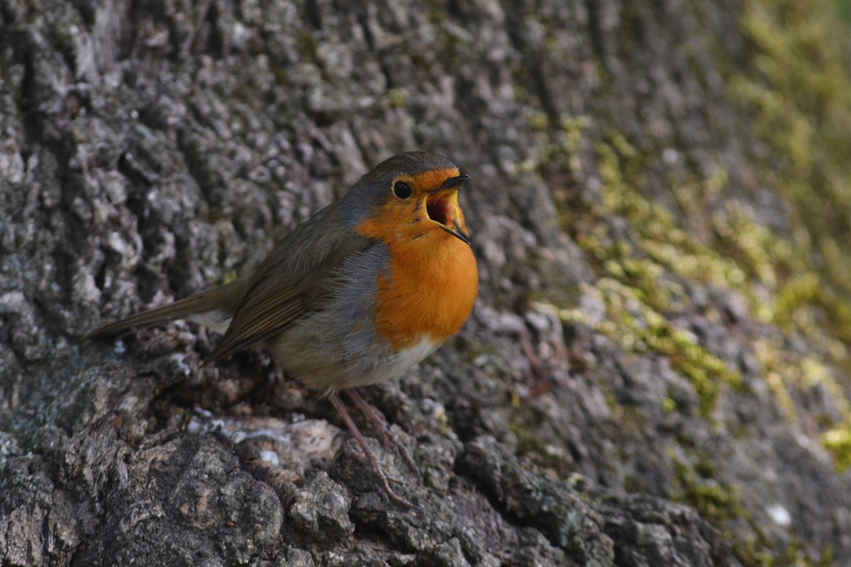 European Robin - Paulo  Roncon