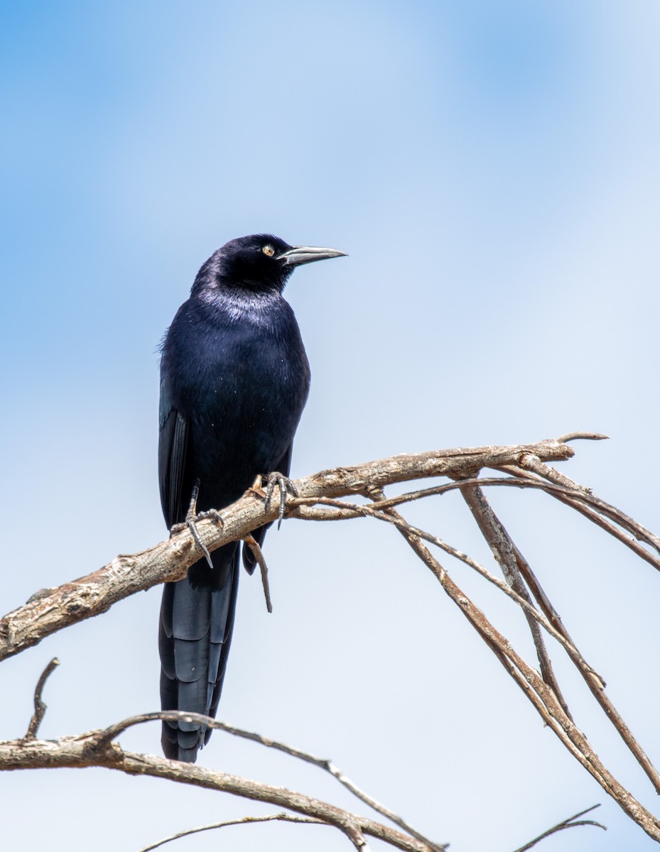 Great-tailed Grackle - Edward Celedon