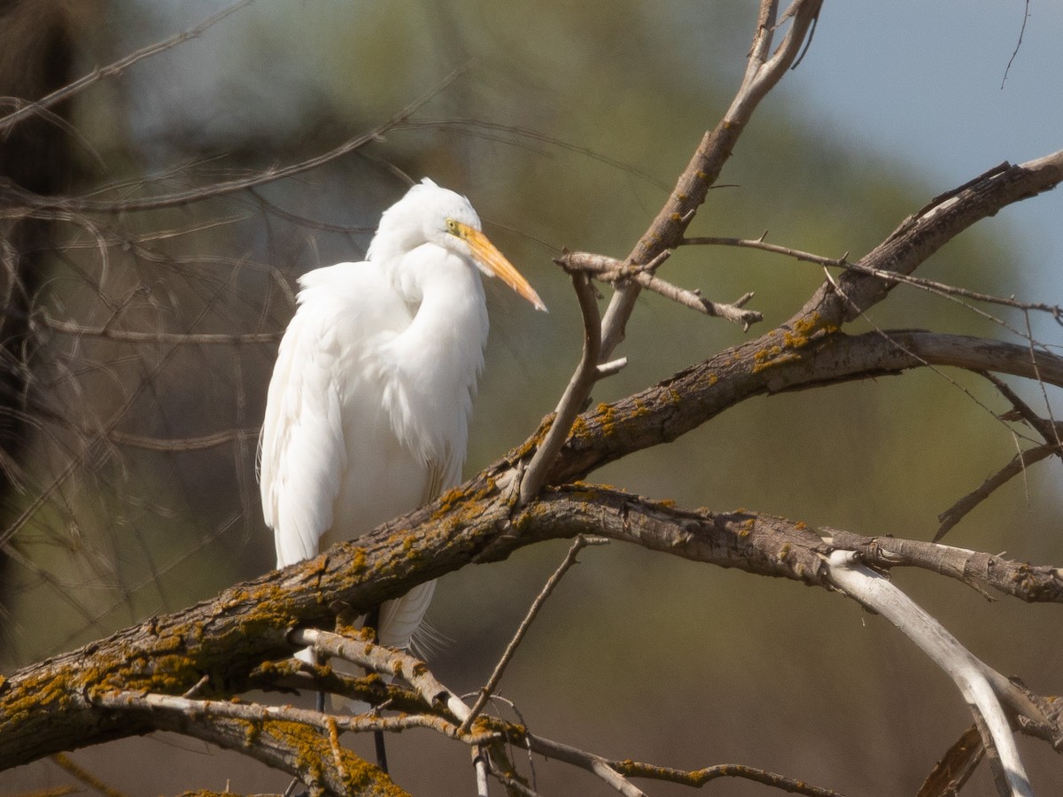 Great Egret - ML216256451