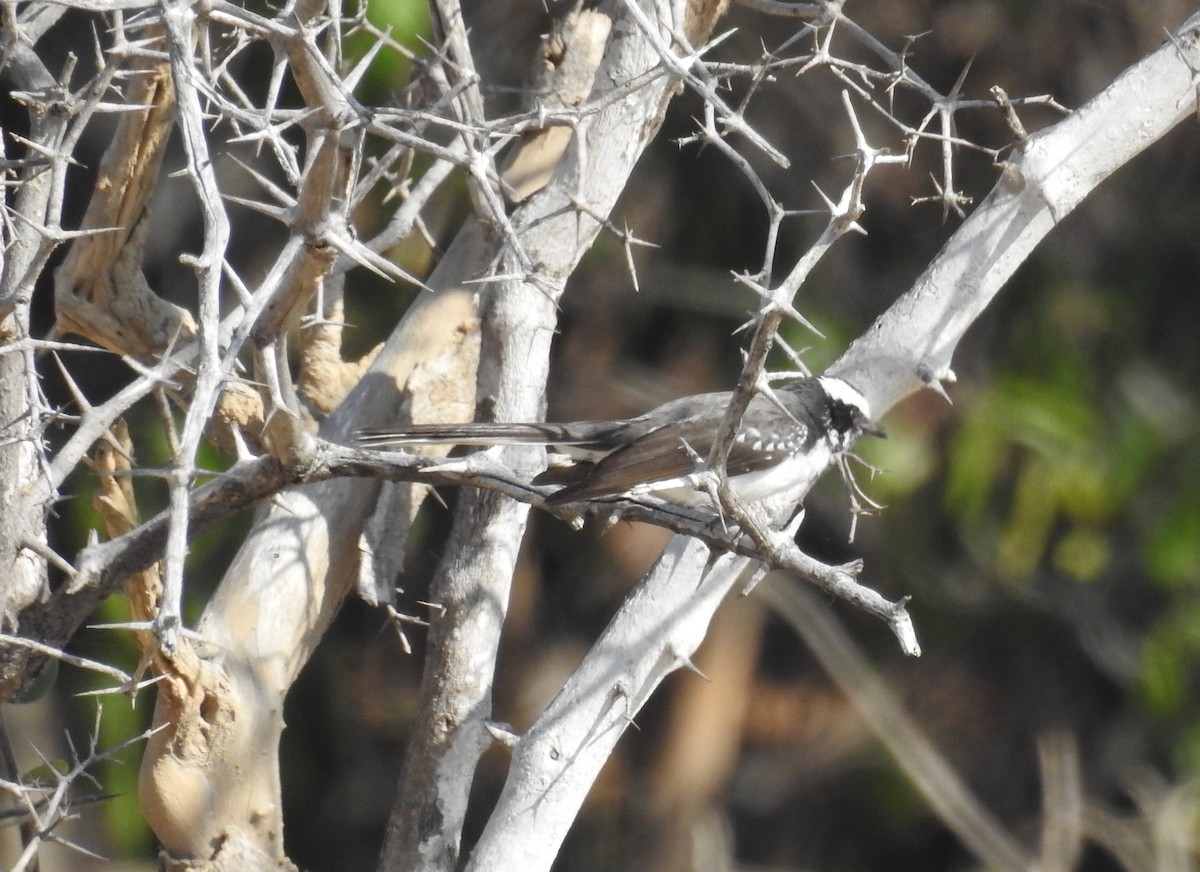 White-browed Fantail - ML216256721