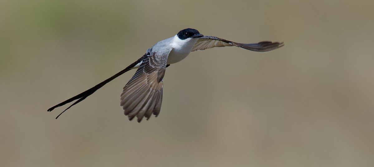 Fork-tailed Flycatcher - ML216257581