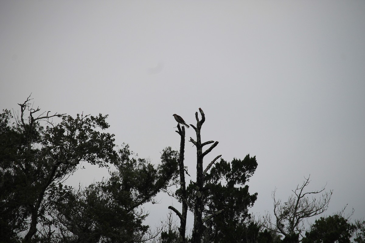 Sharp-shinned Hawk - ML21625861