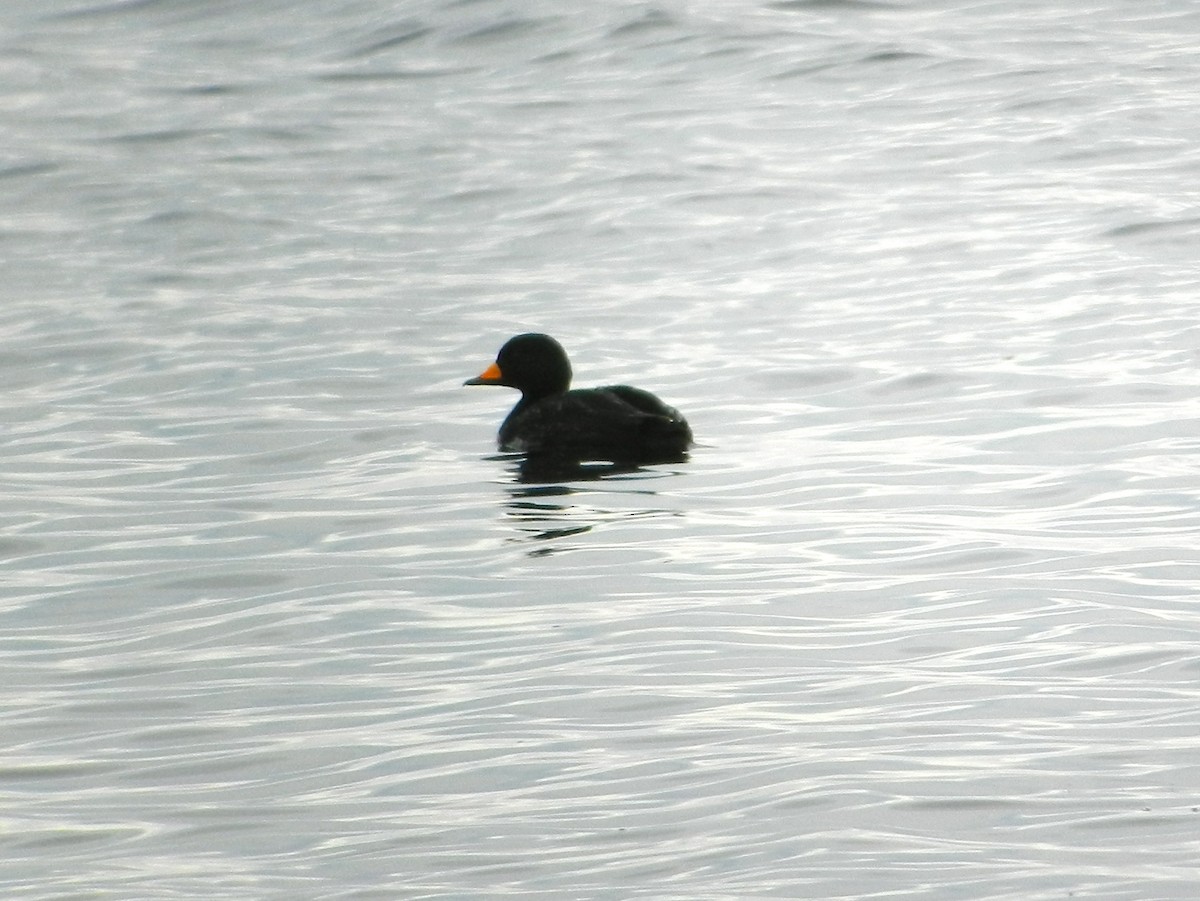 Black Scoter - Daniel Leger