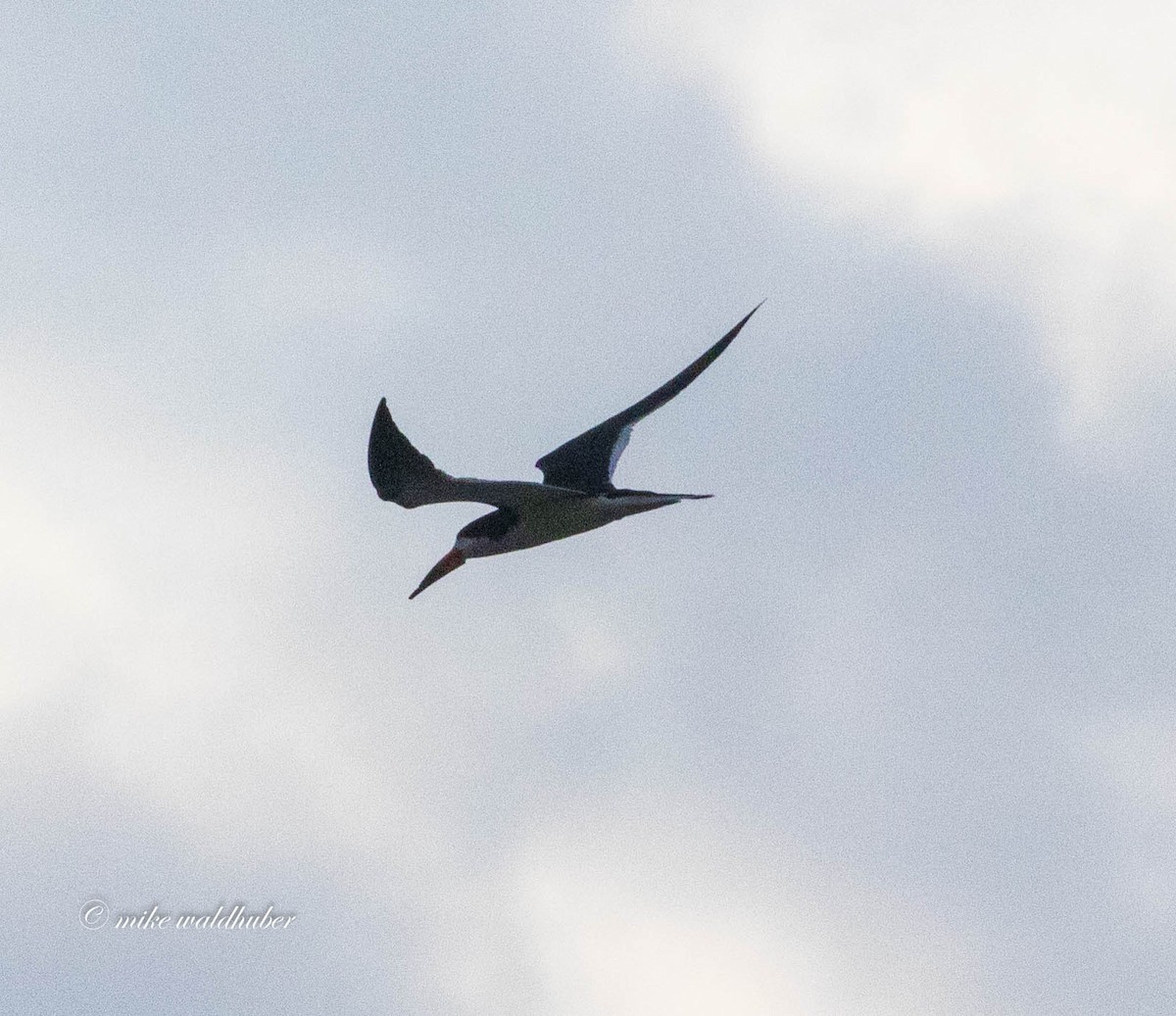 Black Skimmer - Mike Waldhuber