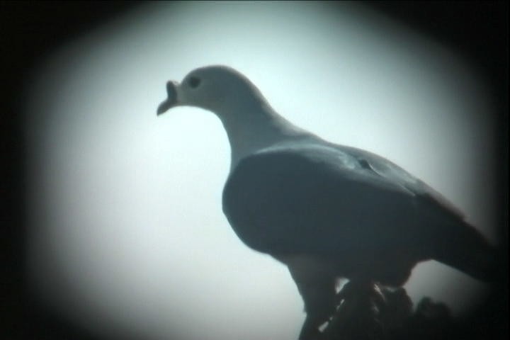 Pacific Imperial-Pigeon - ML216259611