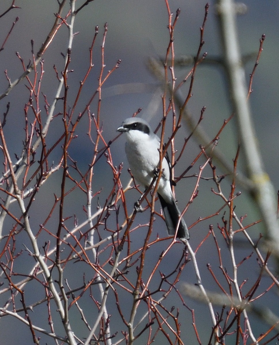 Loggerhead Shrike - Jared Strawderman