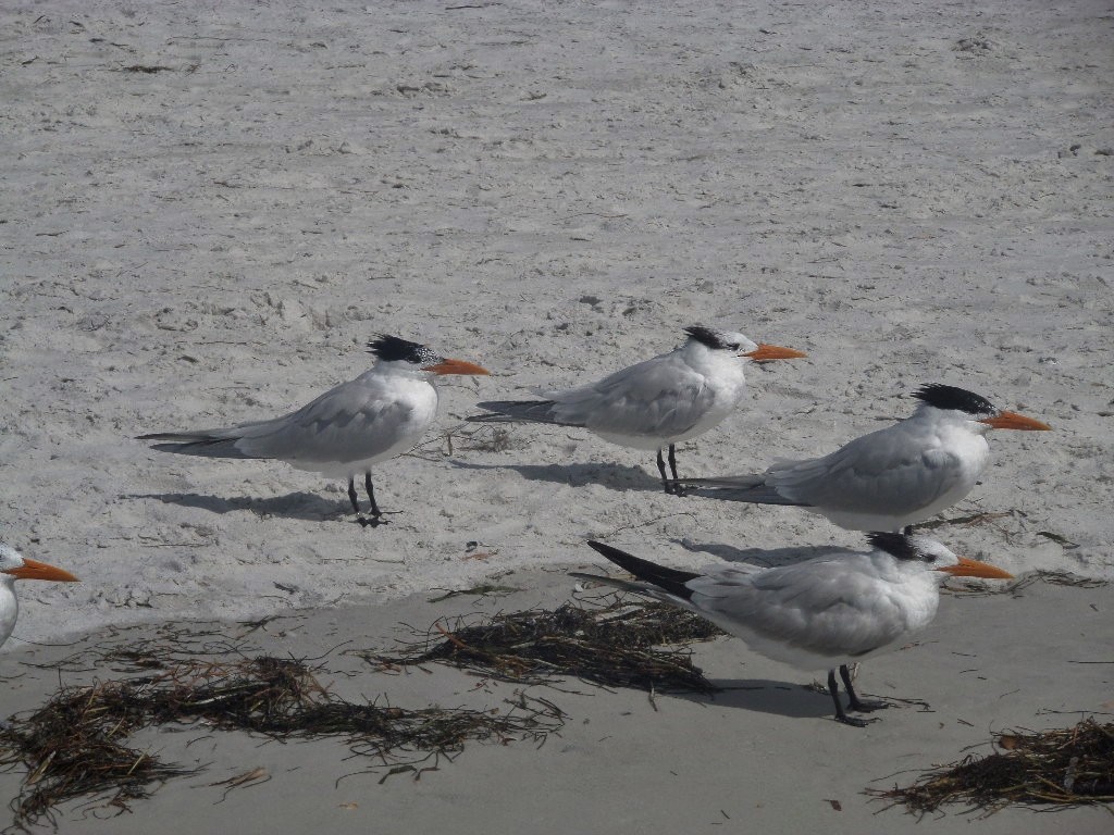 Royal Tern - ML216261211