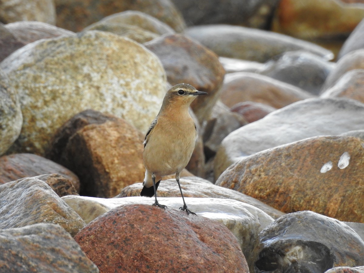 Northern Wheatear - ML216262361