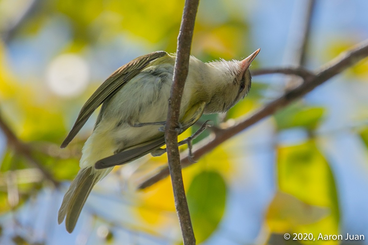 Black-whiskered Vireo - ML216262471