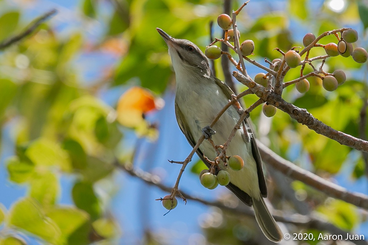 Black-whiskered Vireo - ML216262511