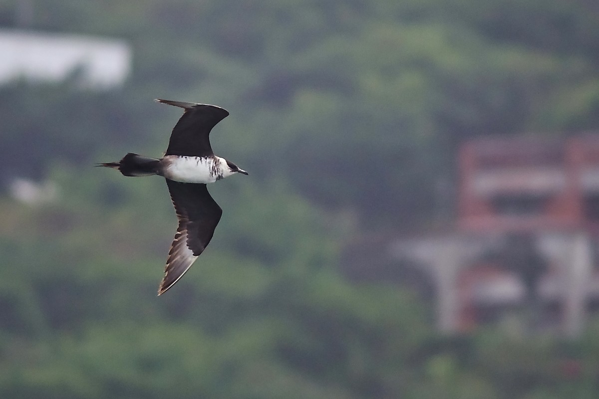 Parasitic Jaeger - ML216262601