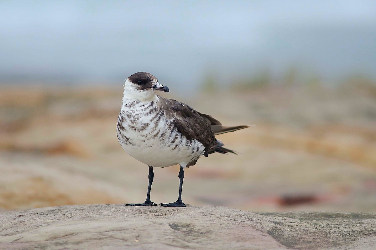 Parasitic Jaeger - ML216262621