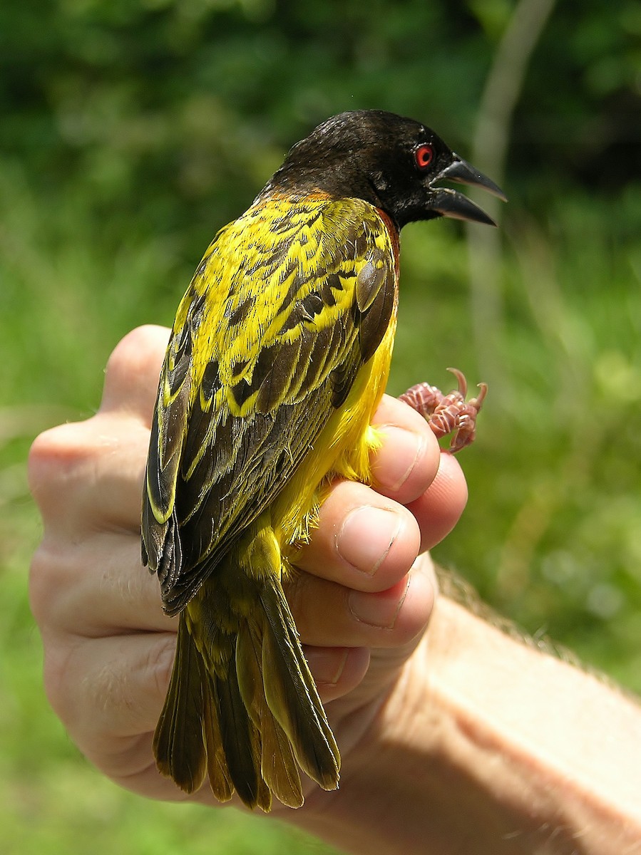 Village Weaver (Mottled) - Tony King