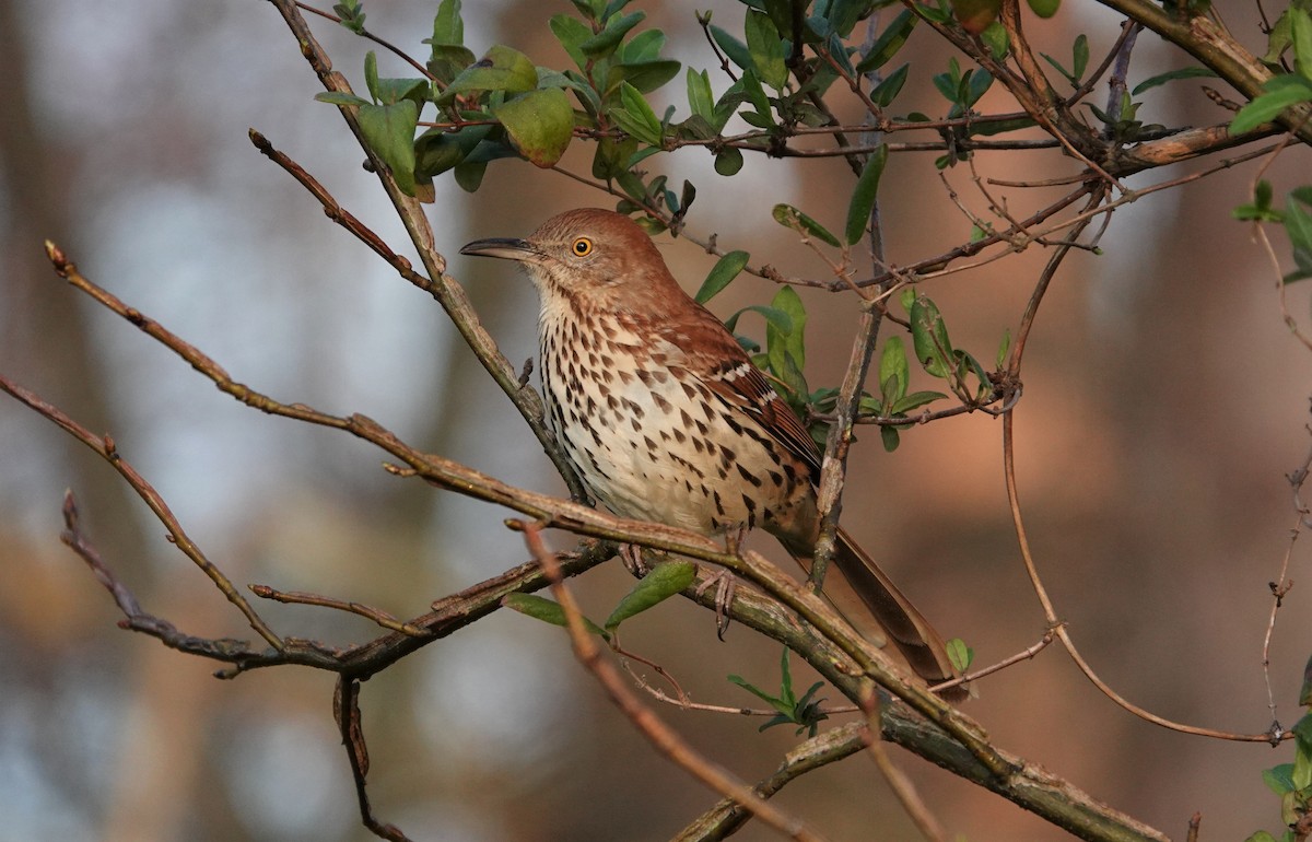 Brown Thrasher - Mark Goodwin