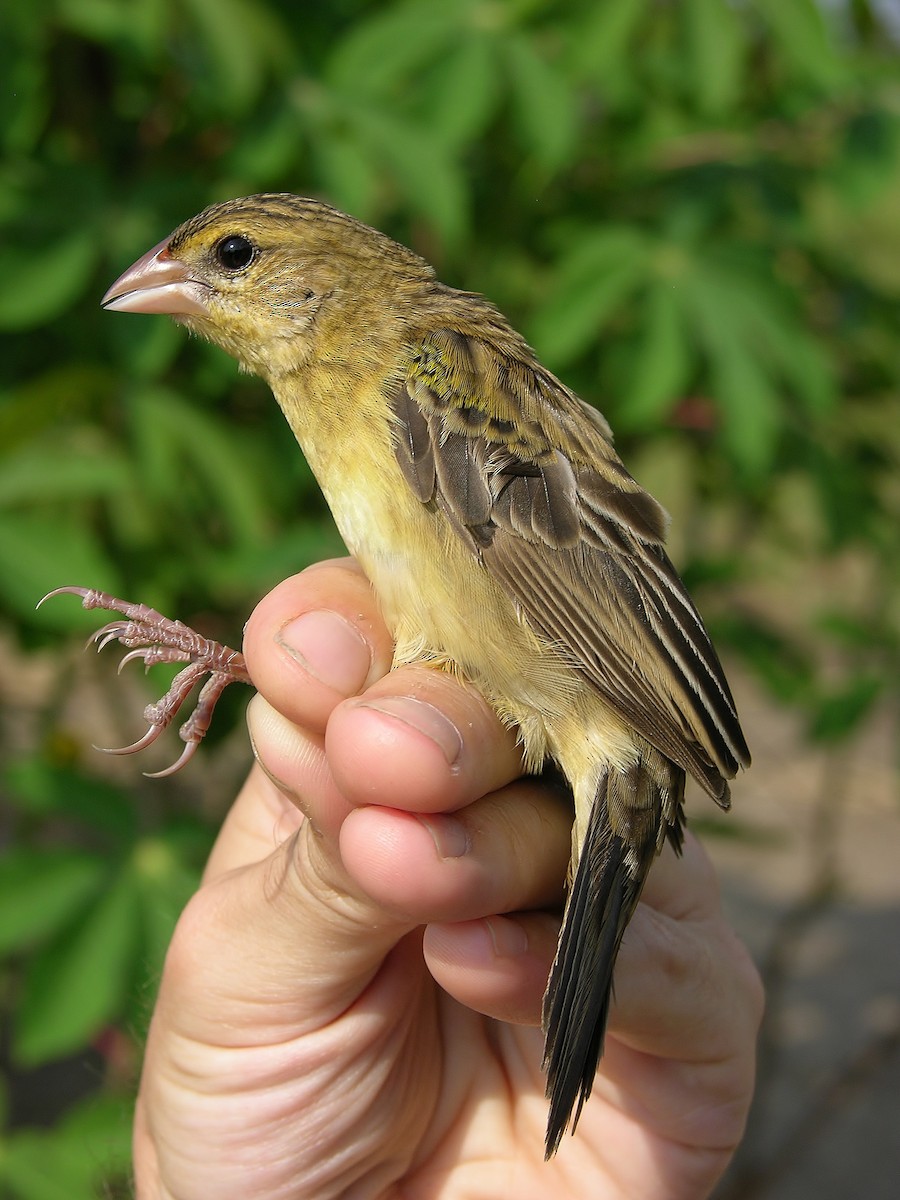 Yellow-mantled Widowbird - Tony King