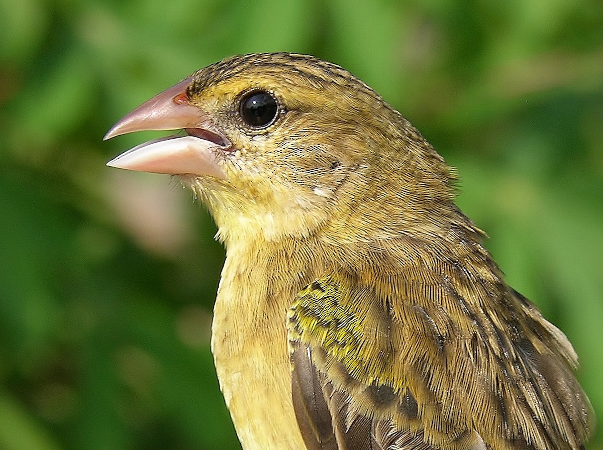 Yellow-mantled Widowbird - Tony King