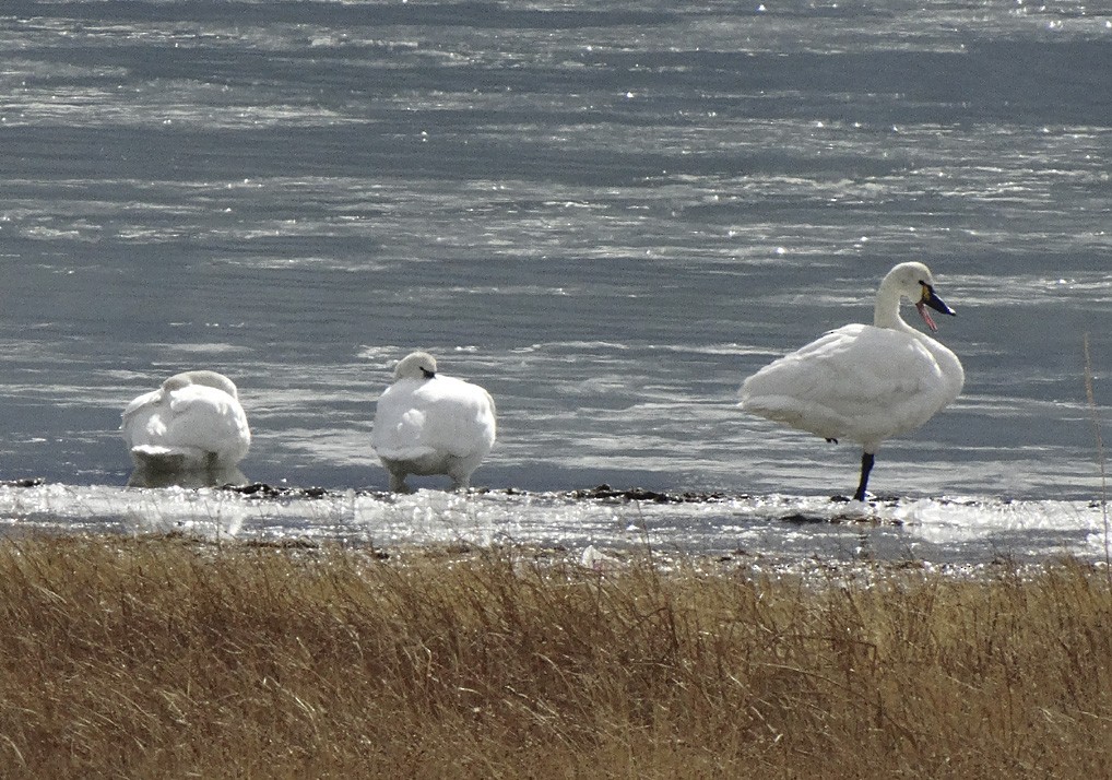 Tundra Swan - ML21626471