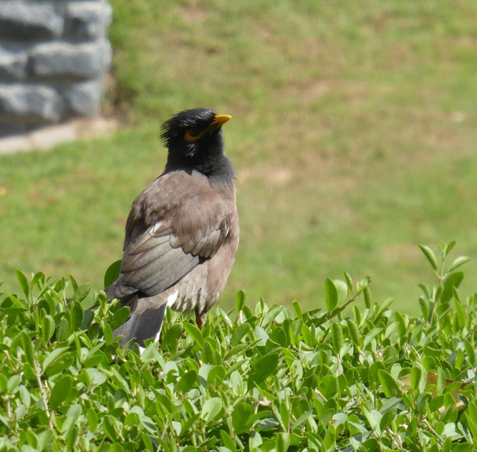 Common Myna - ML216264921