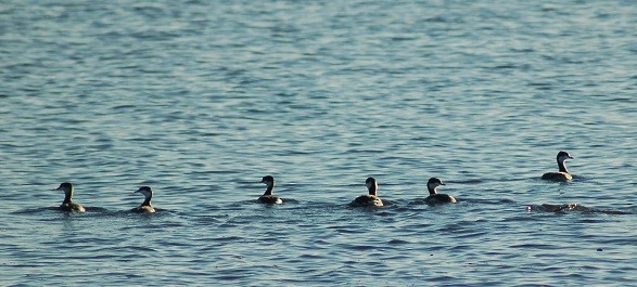 Horned Grebe - ML21626501