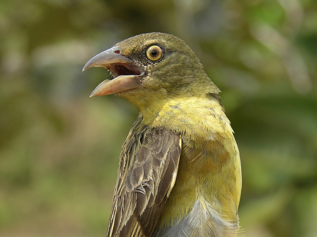 Vieillot's Black Weaver - Tony King