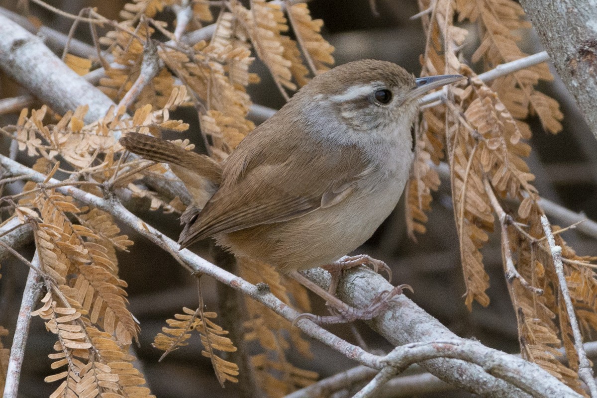 White-bellied Wren - ML216265421