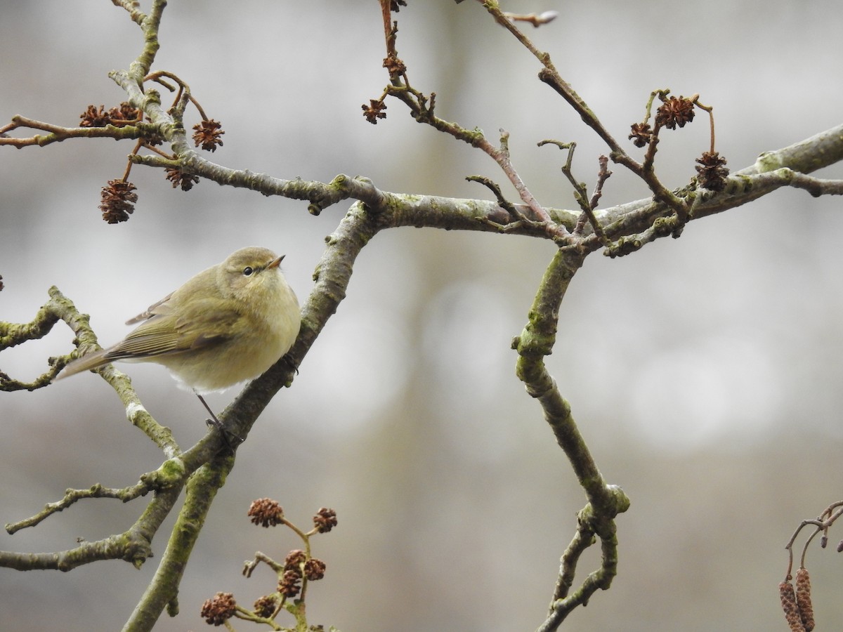 Common Chiffchaff - ML216266971