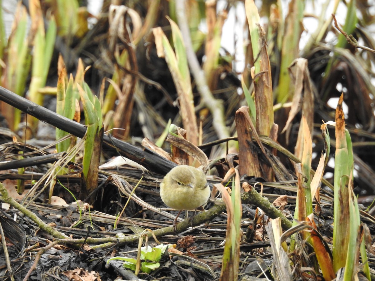 Common Chiffchaff - ML216267071