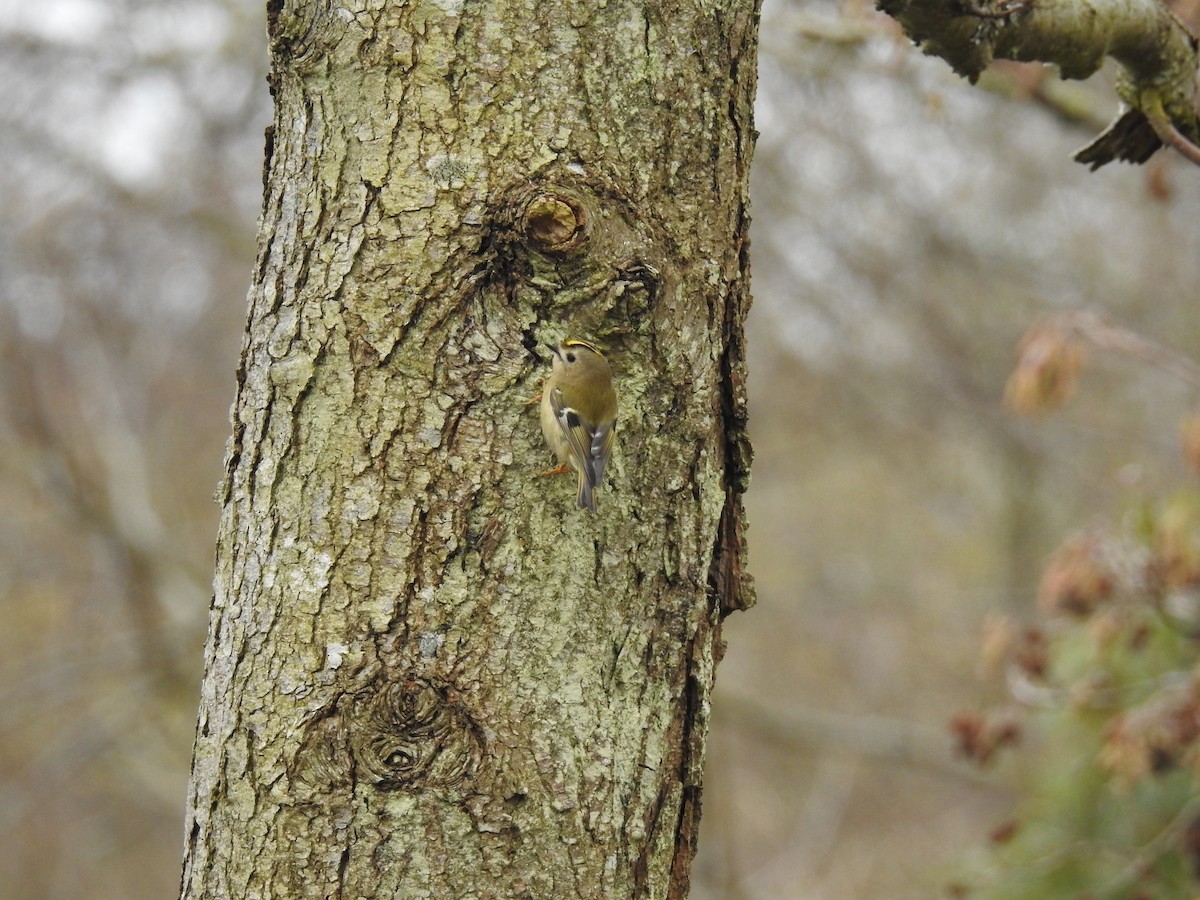 Goldcrest - ML216267131