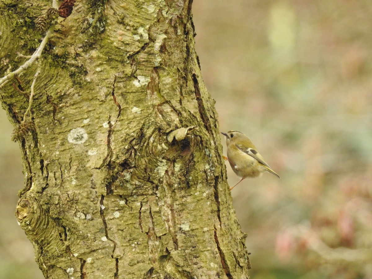 Goldcrest - ML216267221