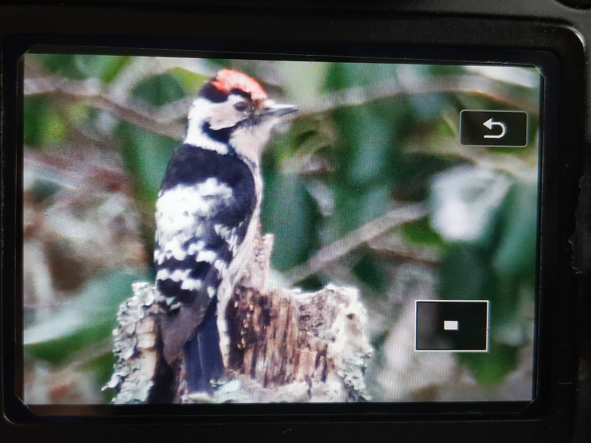 Lesser Spotted Woodpecker - ML216267811