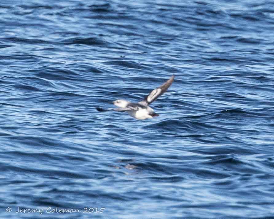 Black Guillemot - Jeremy Coleman