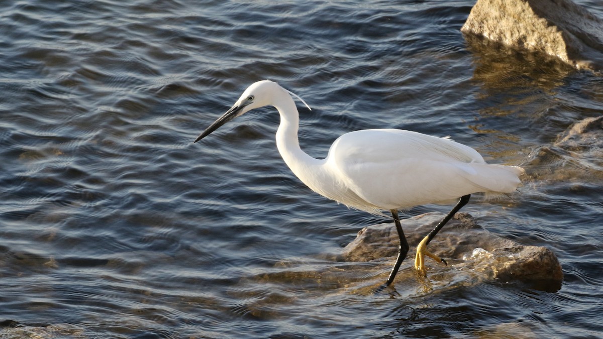 Little Egret - ML216268541