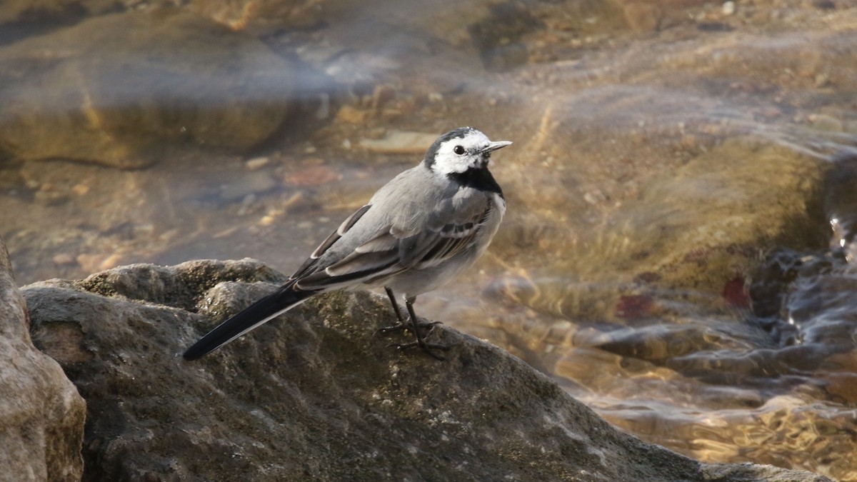 White Wagtail - ML216268961