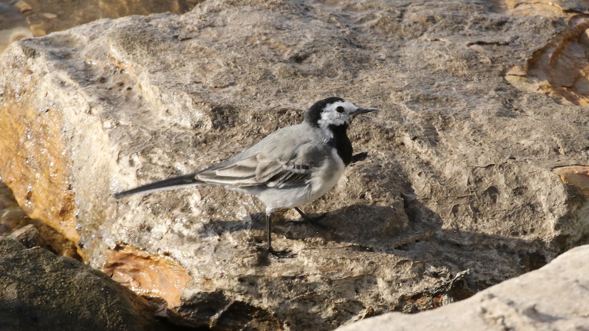 White Wagtail - Curtis McCamy