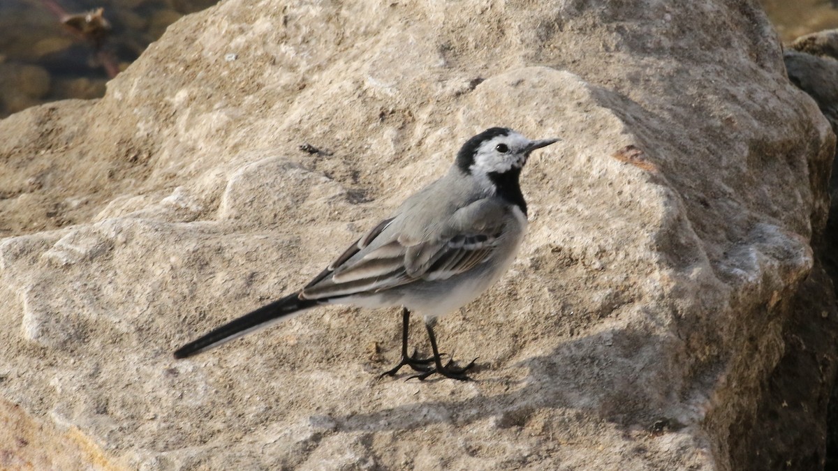 White Wagtail - Curtis McCamy