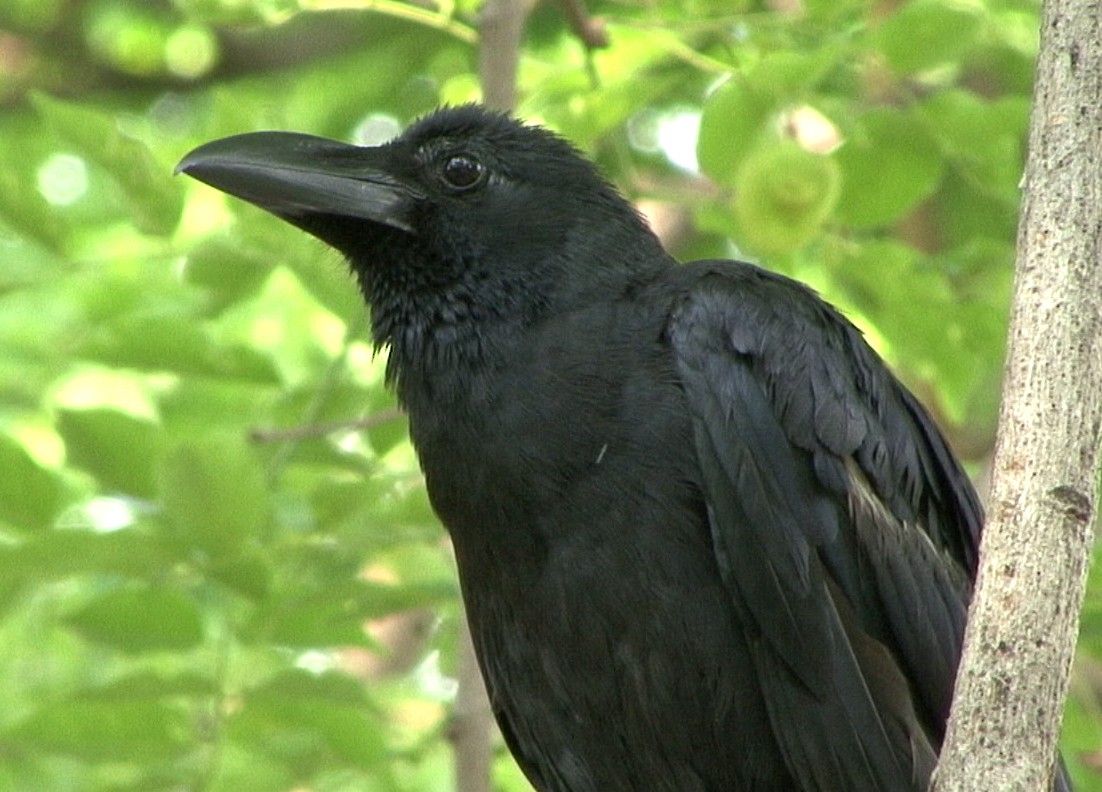 Large-billed Crow (Eastern) - ML216269141