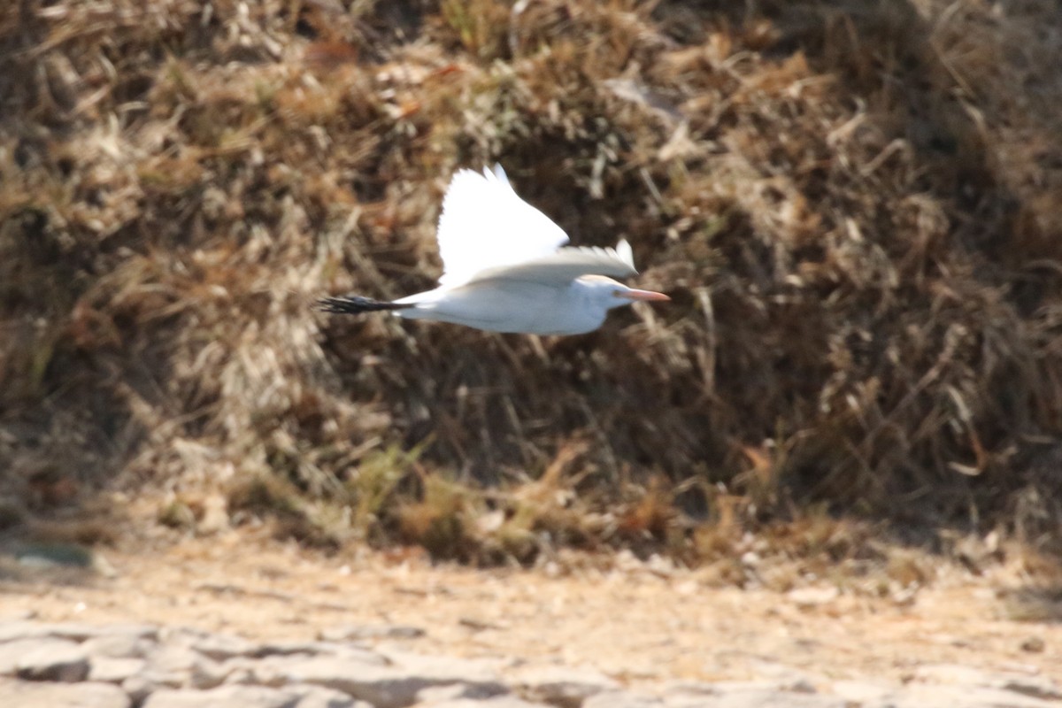 Great Egret - ML216269171