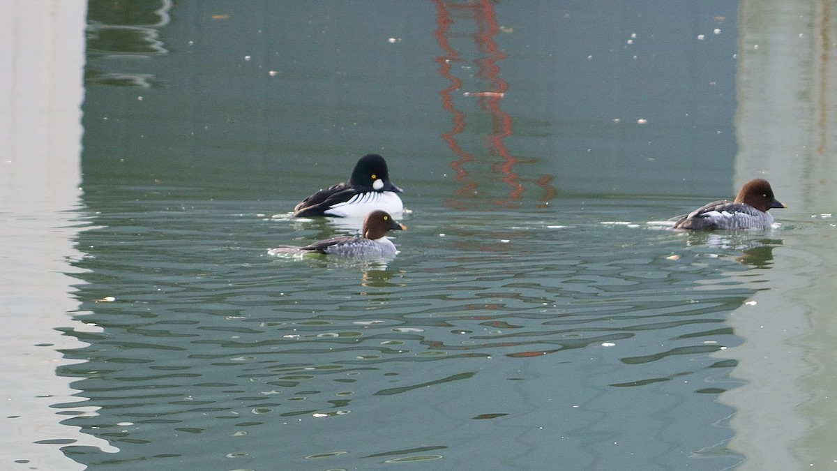 Common Goldeneye - ML21627031