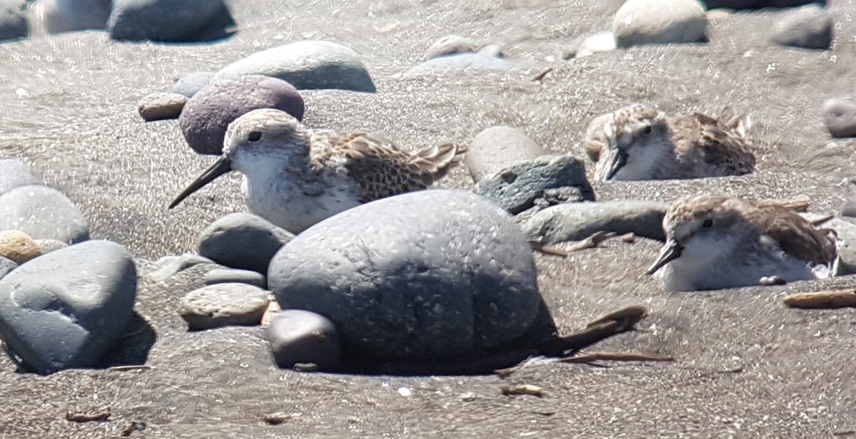 Western Sandpiper - ML216270511