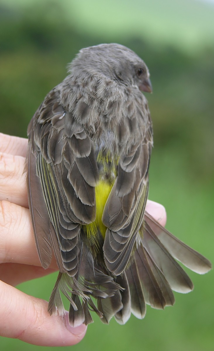 Black-throated Canary - ML216271771