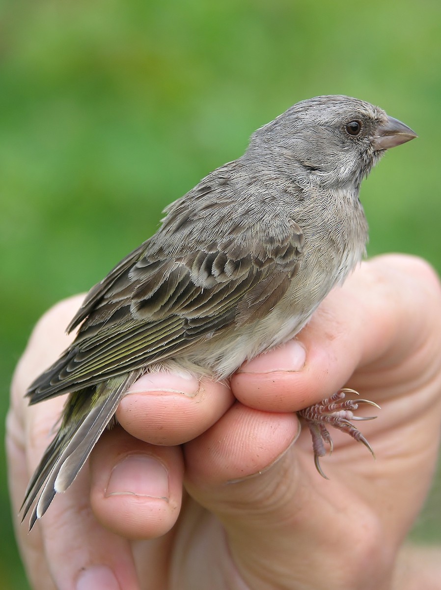 Black-throated Canary - ML216271781