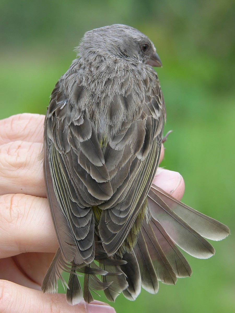 Black-throated Canary - ML216271811