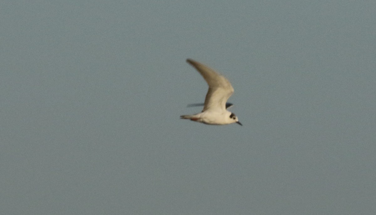 White-winged Tern - Curtis McCamy
