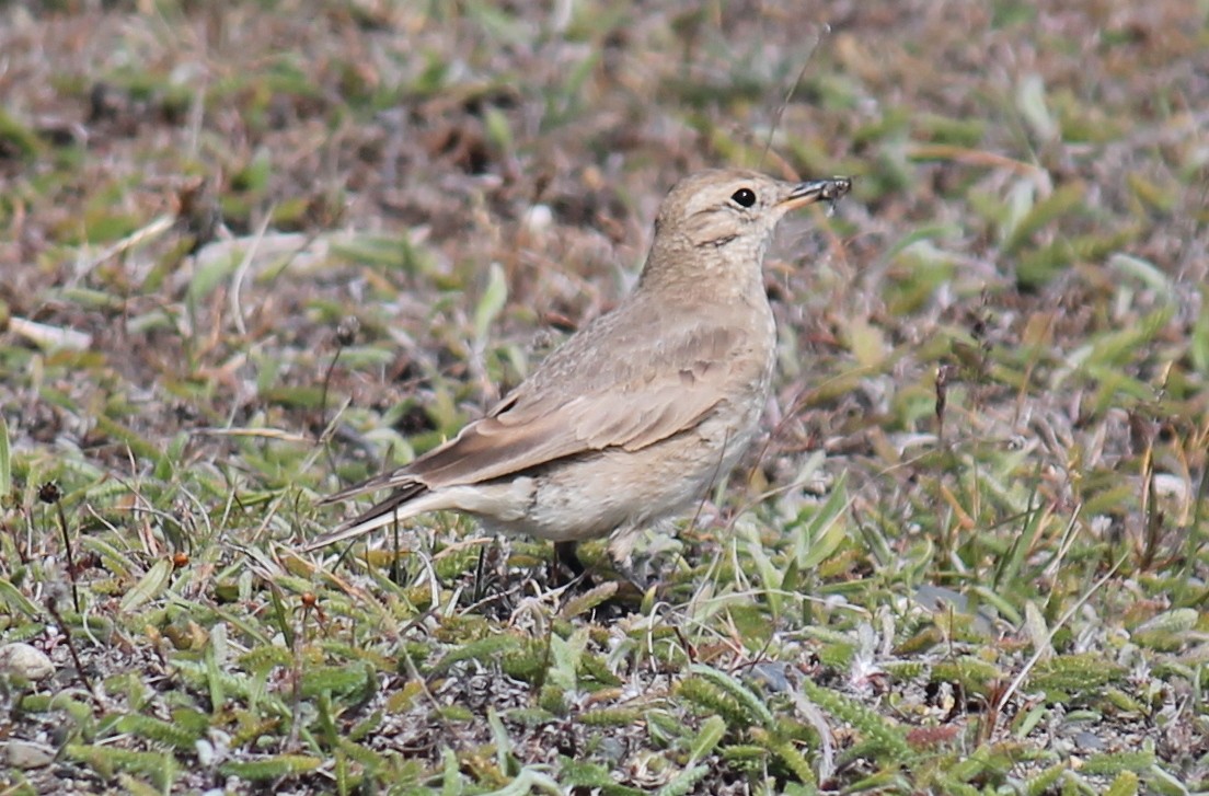 Short-billed Miner - ML216274551
