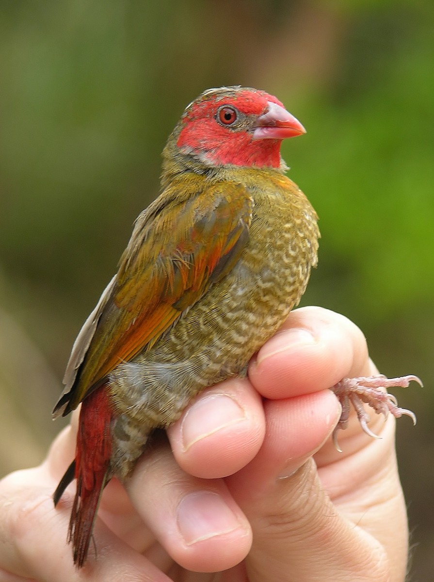 Orange-winged Pytilia - Tony King