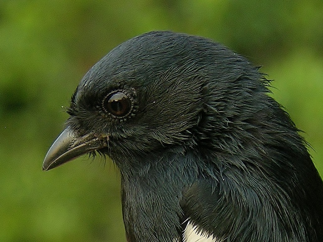 White-winged Black-Tit - ML216276291