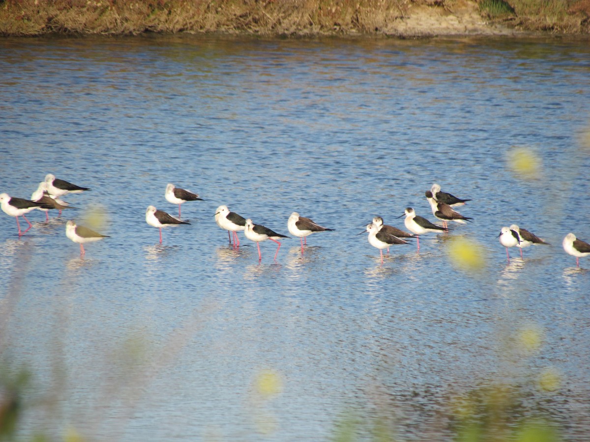 Black-winged Stilt - Guillaume Réthoré